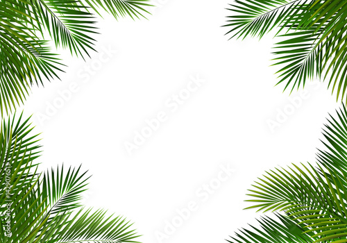 Border With Palm Tree Leaves