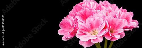 beautiful armeria maritima flower