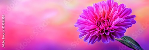 beautiful bachelor's button flower 