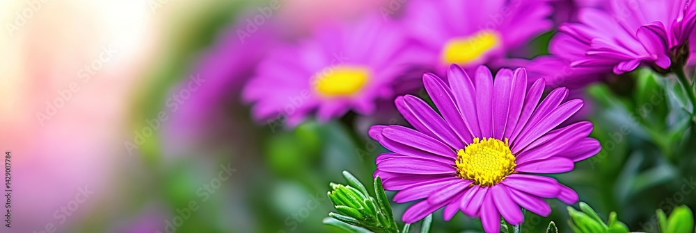 Fototapeta premium beautiful brachyscome flower