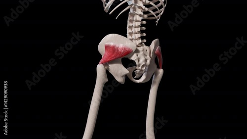 Gluteus Minimus Muscle Movement
