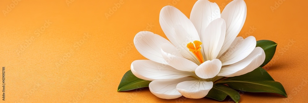 Naklejka premium beautiful crocus flower 