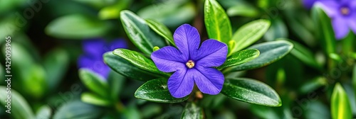 beautiful daphne flower 