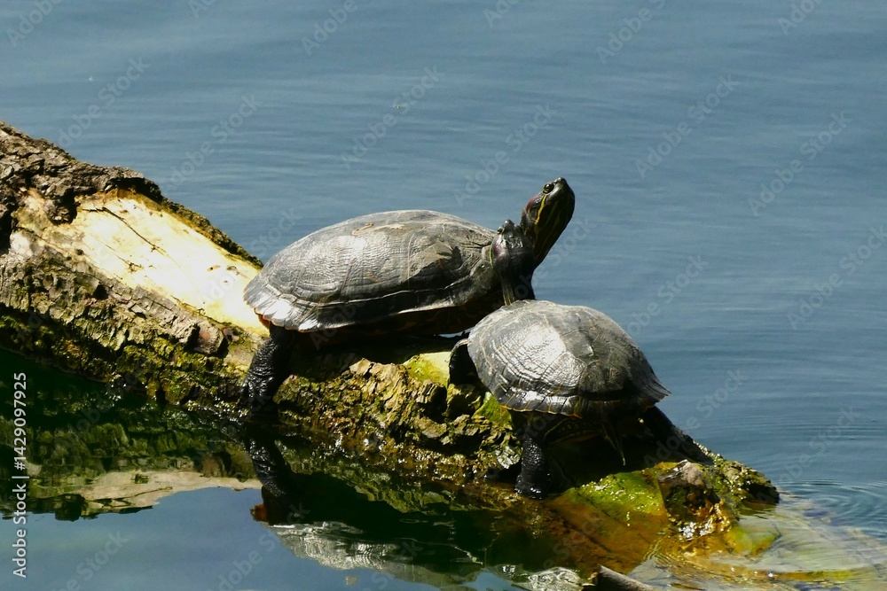 Fototapeta premium Two turtles standing on wooden trunk by the lake having sunbath