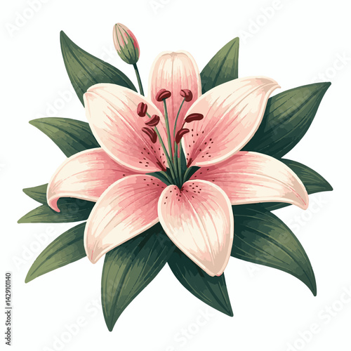 floral, lily, flower, nature, blossom, plant, white, background, spring, flora, bouquet, isolated, botanical, decoration, summer, botany, leaf, bloom, beautiful, green, closeup, petal, illustration, g