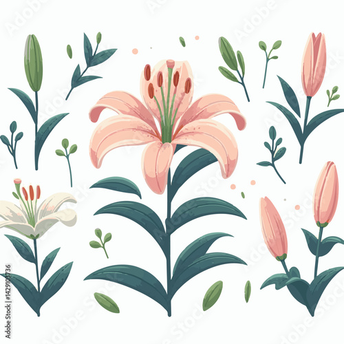 floral, lily, flower, nature, blossom, plant, white, background, spring, flora, bouquet, isolated, botanical, decoration, summer, botany, leaf, bloom, beautiful, green, closeup, petal, illustration, g