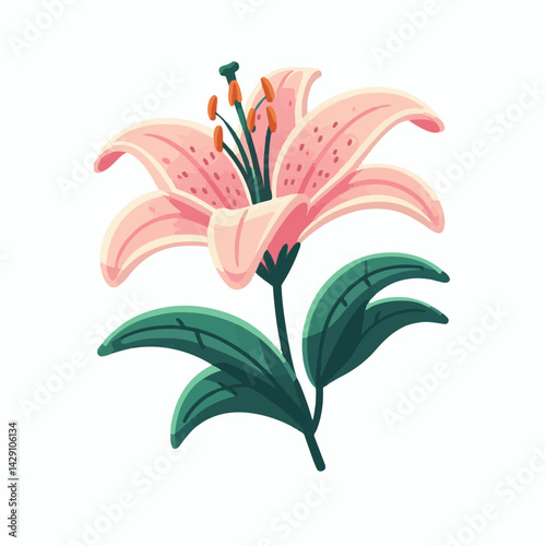 floral, lily, flower, nature, blossom, plant, white, background, spring, flora, bouquet, isolated, botanical, decoration, summer, botany, leaf, bloom, beautiful, green, closeup, petal, illustration, g