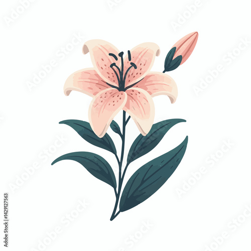 floral, lily, flower, nature, blossom, plant, white, background, spring, flora, bouquet, isolated, botanical, decoration, summer, botany, leaf, bloom, beautiful, green, closeup, petal, illustration, g