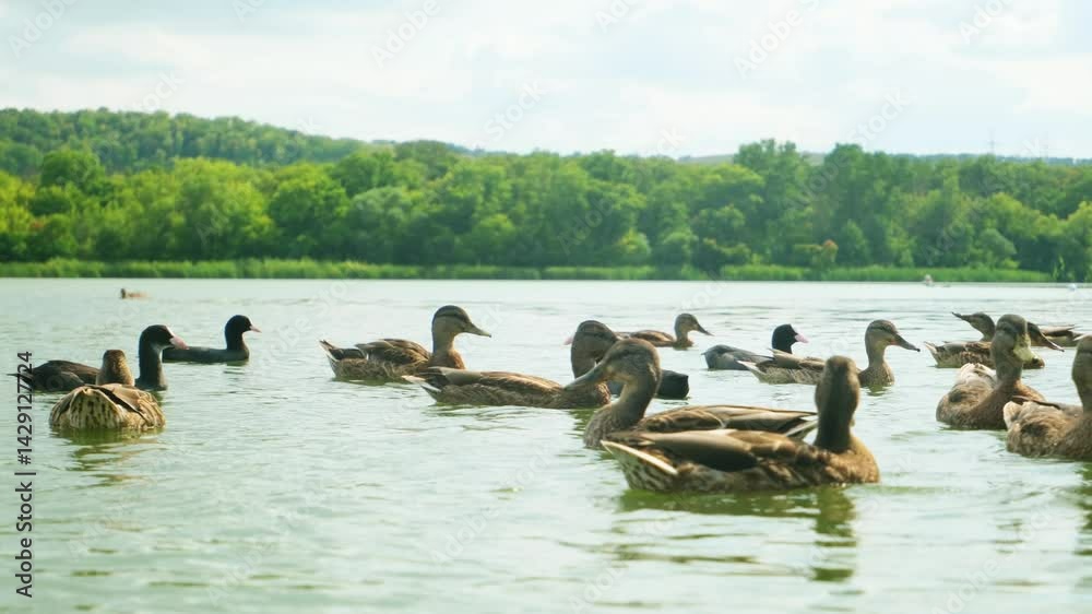 wild ducks swimming in the lake