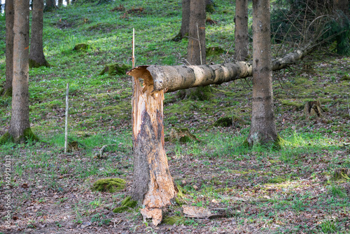 A tree stump with a freshly felled tree trunk on it, surrounded by green grass in a forest landscape.