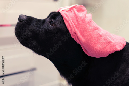 Black labrador Dog with pink hair cap for beauty treatments.