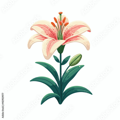 floral, lily, flower, nature, blossom, plant, white, background, spring, flora, bouquet, isolated, botanical, decoration, summer, botany, leaf, bloom, beautiful, green, closeup, petal, illustration, g