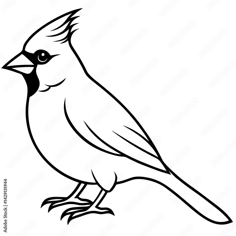 Obraz premium Cardinal Bird Continuous Line Art Vector