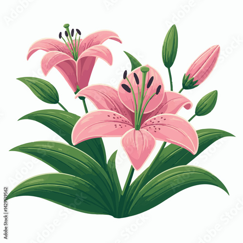 floral, lily, flower, nature, blossom, plant, white, background, spring, flora, bouquet, isolated, botanical, decoration, summer, botany, leaf, bloom, beautiful, green, closeup, petal, illustration, g