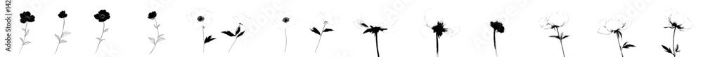 Elegant vector illustration of flowers arranged in a horizontal line showcasing various styles and designs Elegant vector illustration of flowers arranged in a horizontal line showcasing various styles and designs