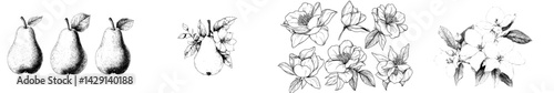 Vector illustration of pears and flowers in black and white design for creative projects