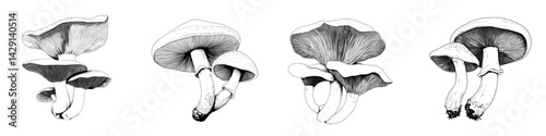 Vector illustration of various mushroom species showcasing detailed lines and textures in black and white format