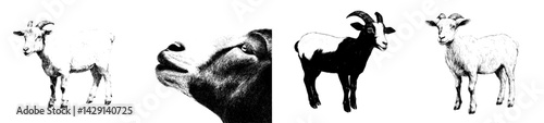 Vector illustration of goats in various poses showcasing their unique features and characteristics