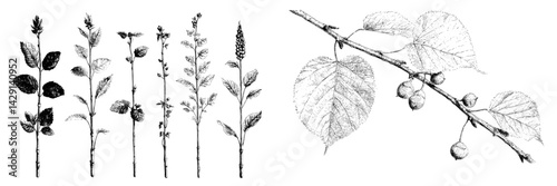 Botanical illustration of various plants displayed sequentially with detailed line art showing leaves and stems