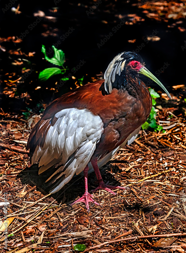 Madagascar crested ibis on the ground. Latin name - Lophotibis cristata