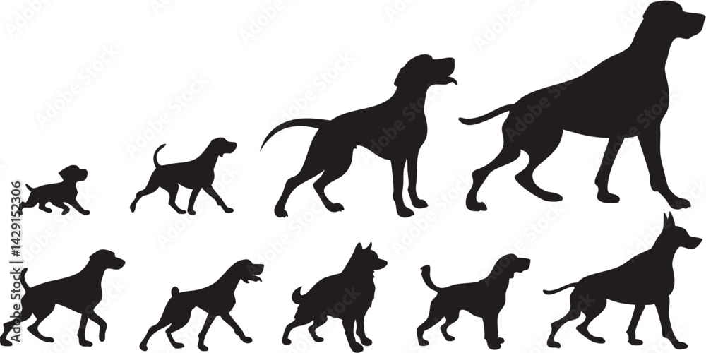 Obraz premium Dog Growth Stages Vector - Puppy to Adult Dog Silhouettes Set, Canine Life Cycle Illustration