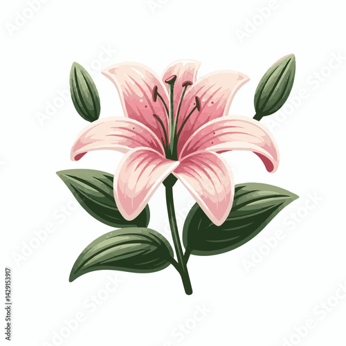 floral, lily, flower, nature, blossom, plant, white, background, spring, flora, bouquet, isolated, botanical, decoration, summer, botany, leaf, bloom, beautiful, green, closeup, petal, illustration, g