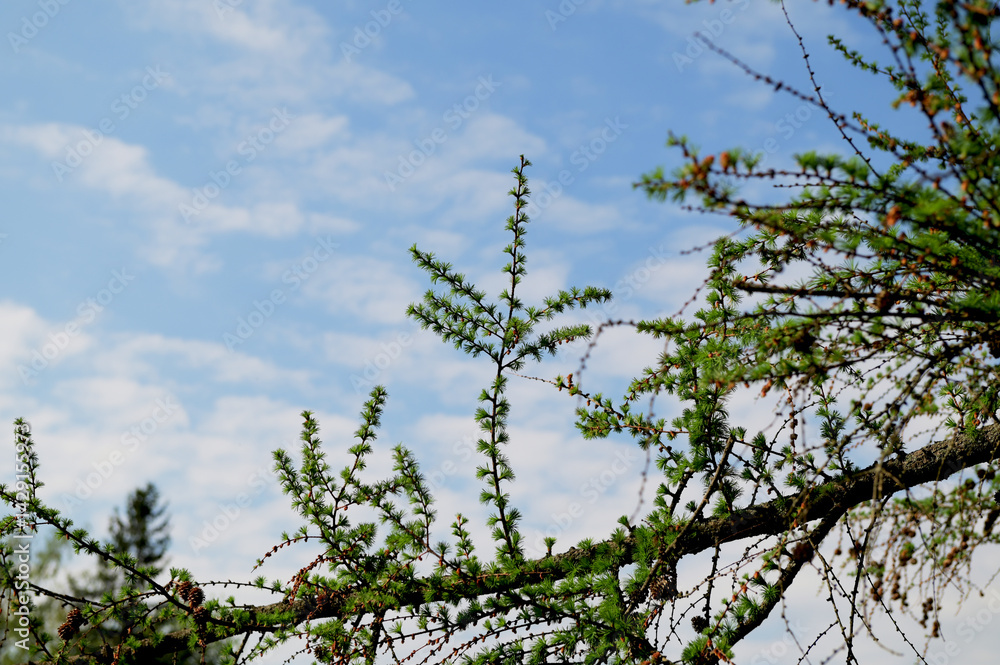 Fototapeta premium Young green branch of larch Close up. spring growing season.