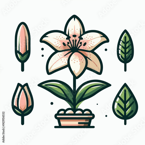 floral, lily, flower, nature, blossom, plant, white, background, spring, flora, bouquet, isolated, botanical, decoration, summer, botany, leaf, bloom, beautiful, green, closeup, petal, illustration, g