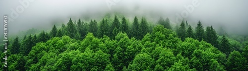 Lush Green Forest, Misty Mountaintop photo
