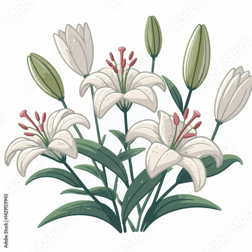 floral, lily, flower, nature, blossom, plant, white, background, spring, flora, bouquet, isolated, botanical, decoration, summer, botany, leaf, bloom, beautiful, green, closeup, petal, illustration, g