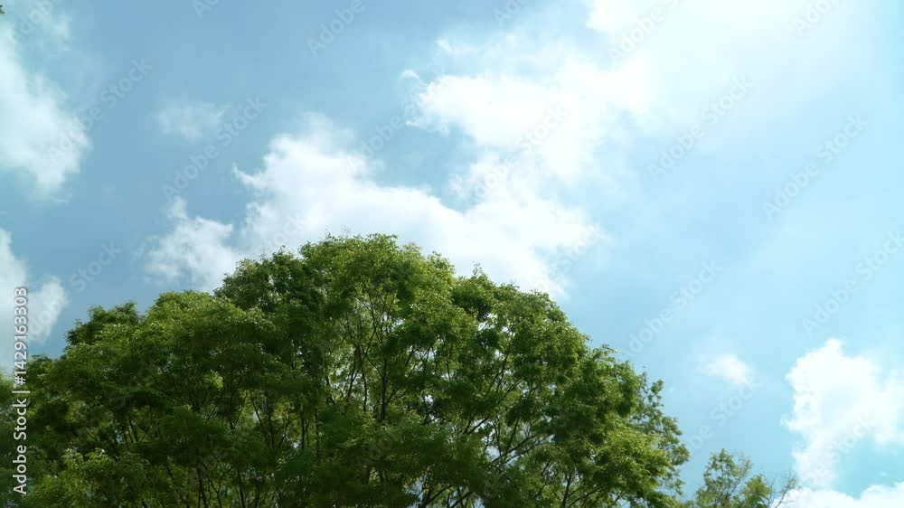 大きな樹木と空