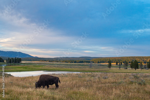 Bison grazing in the Hayden Valley, Yellowstone National Park
