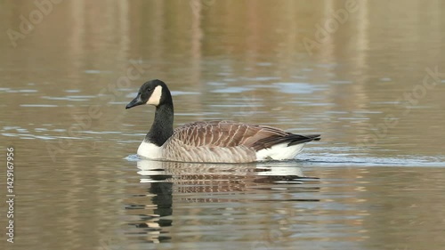 canada goose swim calm water Branta canadensis ostensjovannet bird sanctuary norway