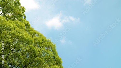 新緑の木と空