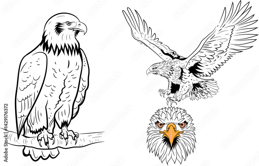 Obraz premium Eagle bird silhouette Black and white drawing editable vector illustration