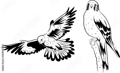 Kestrel Bird of prey silhouette Black and white drawing editable vector illustration