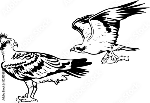 Osprey Bird of prey silhouette Black and white drawing editable vector illustration