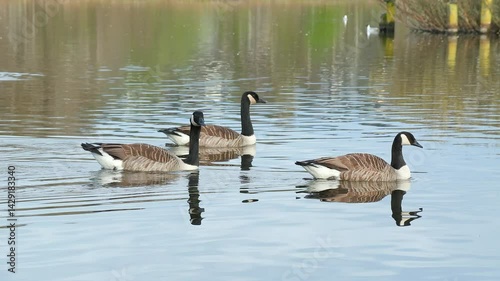 several canada goose swim water disappear out of frame Branta canadensis ostensjovannet bird sanctuary norway