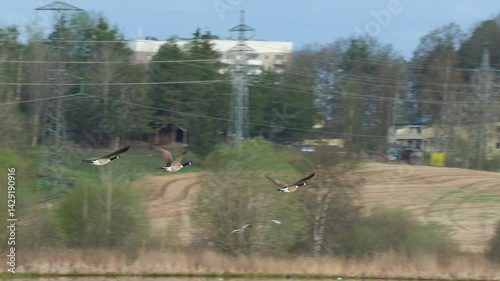 canada goose in flight rural area Branta canadensis ostensjovannet bird sanctuary norway