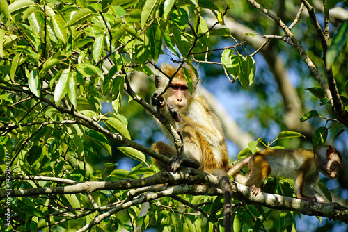 Canvas Print macaque monkey in the tree on a safari in sri lanka