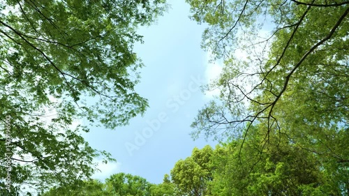 森の間の空