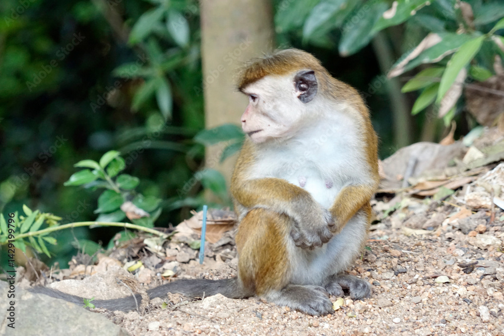 Obraz premium Wild living monkeys in the jungle near ella