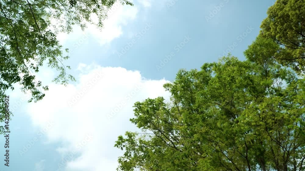 流れる雲と木々 流れる雲と木々