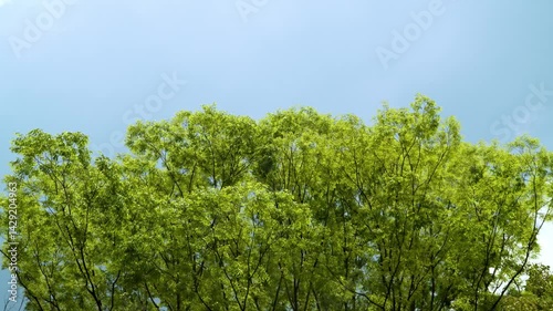 森と空