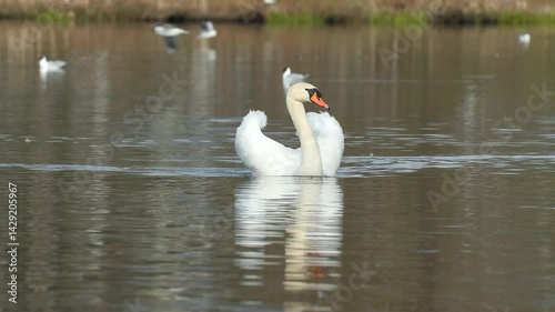 mute swan swim calm water reflection rural scene natural world norway
