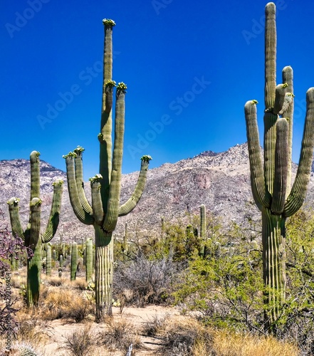 saguaro cactus in arizona