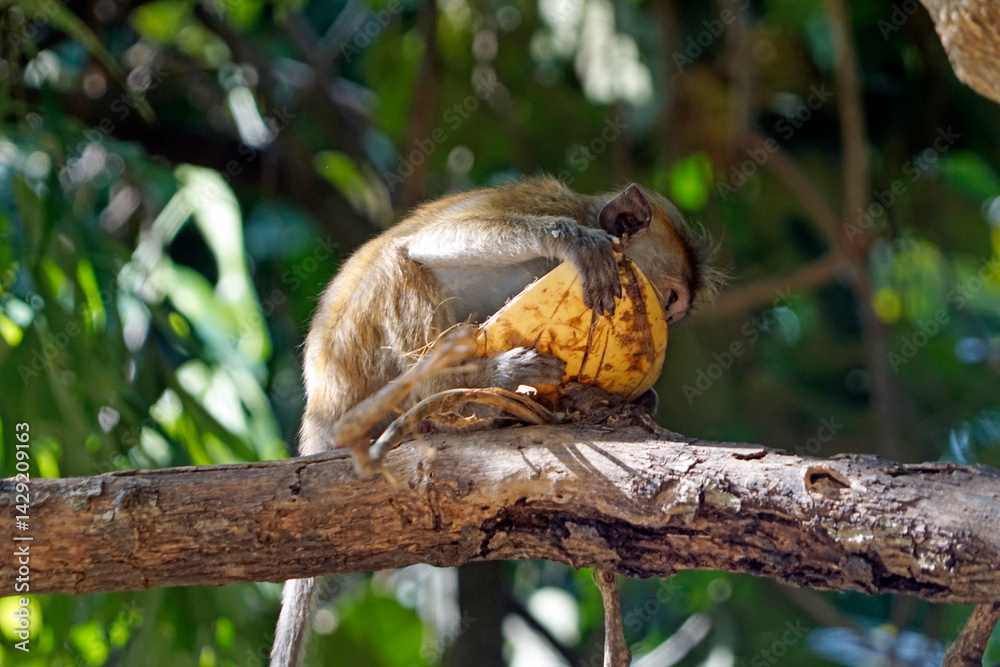 Wild living monkeys in the jungle near ella Wild living monkeys in the jungle near ella