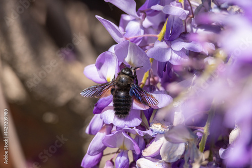 Ape legnaiola su fiore di glicine.