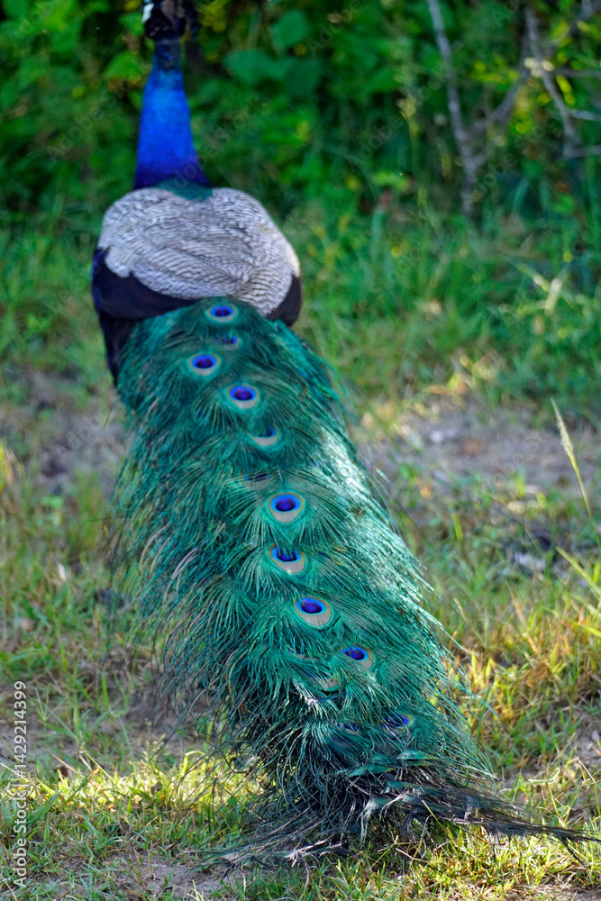 Obraz premium colorful peacock in yala national park