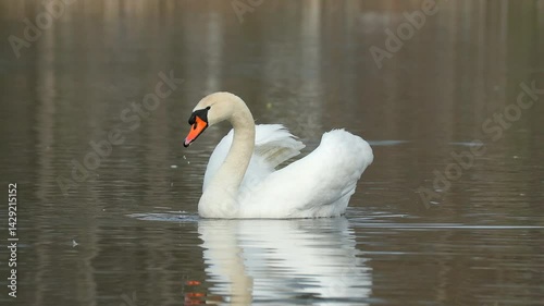 mute swan swim calm water reflection lower head rural scene natural world norway